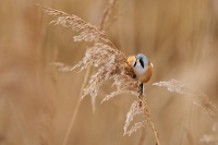 Sykorice vousata - Panurus biarmicus - Bearded Reedling o9218